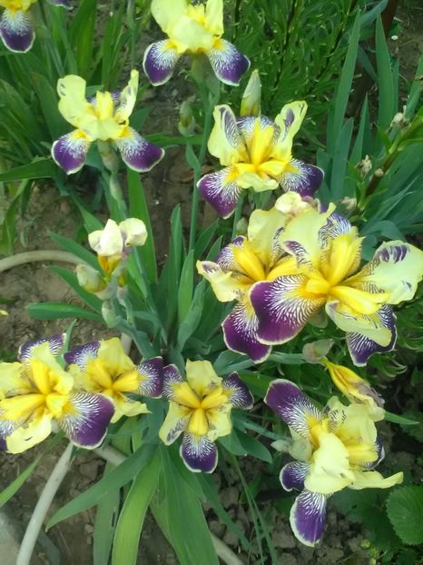  - Gradina primavara 2018