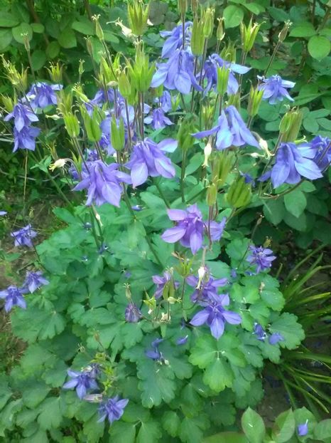  - Gradina primavara 2018