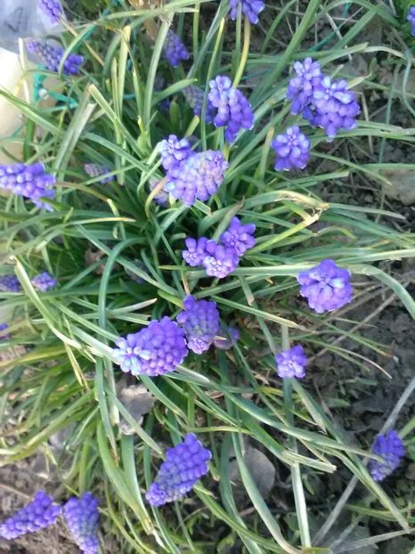  - Gradina primavara 2018