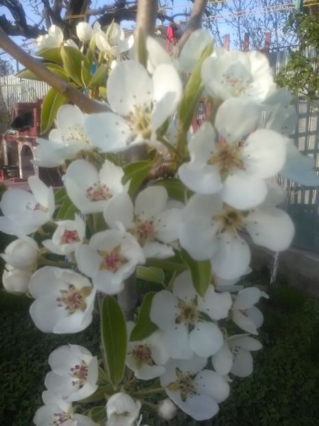  - Gradina primavara 2018