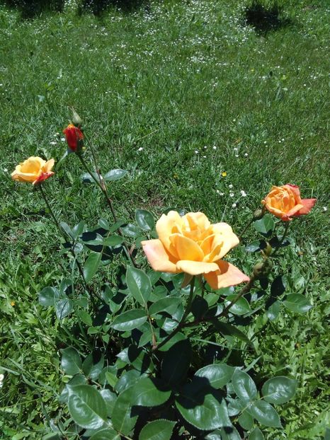  - TRANDAFIRI 2017_2018