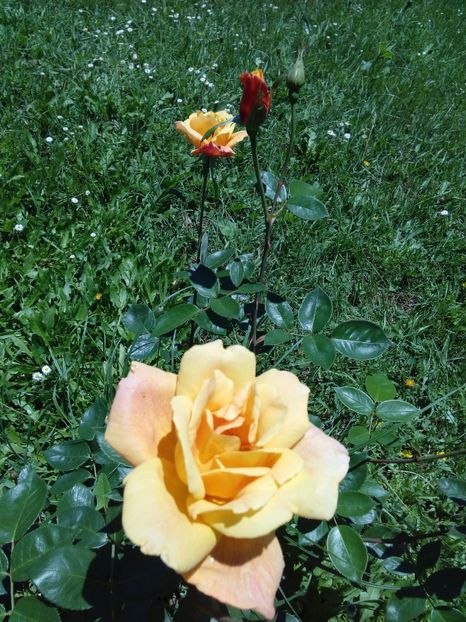  - TRANDAFIRI 2017_2018