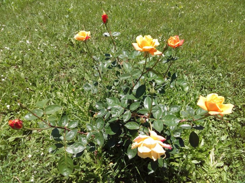  - TRANDAFIRI 2017_2018