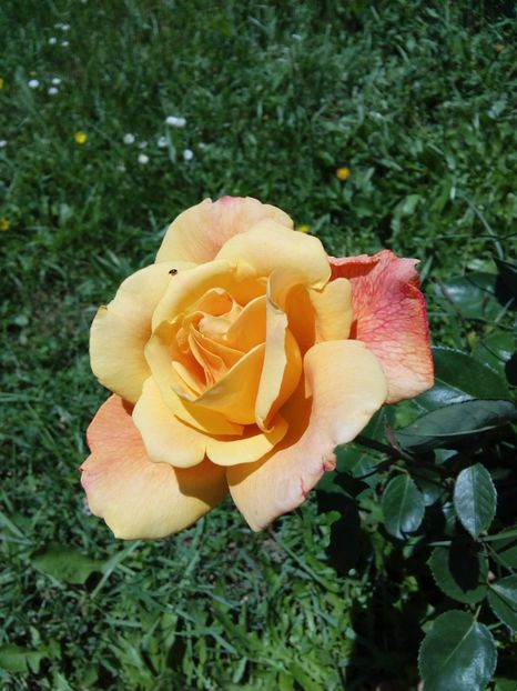  - TRANDAFIRI 2017_2018