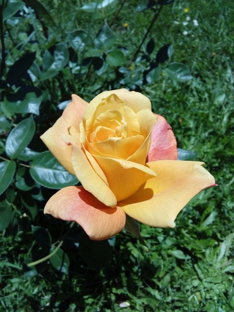  - TRANDAFIRI 2017_2018