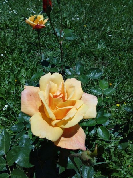  - TRANDAFIRI 2017_2018