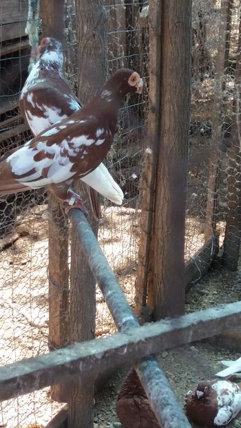 IMG-20180428-WA0011 - Carunculati de Oradea 2023