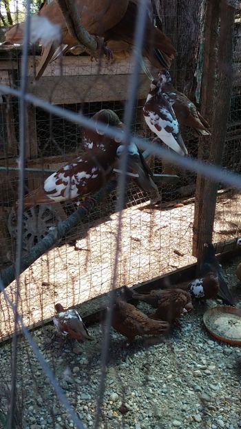 IMG-20180428-WA0005 - Carunculati de Oradea 2023