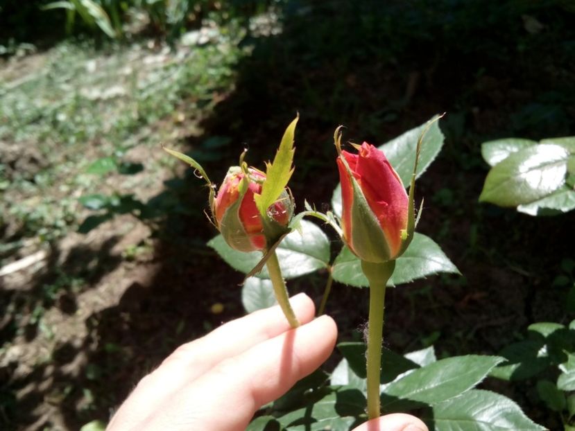  - Sutters gold TH- Un frumos foarte parfumat