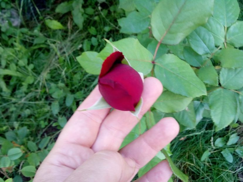  - Mr Lincoln cel mai probabil