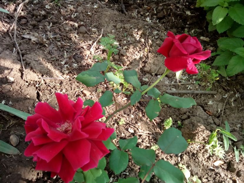  - Mr Lincoln cel mai probabil