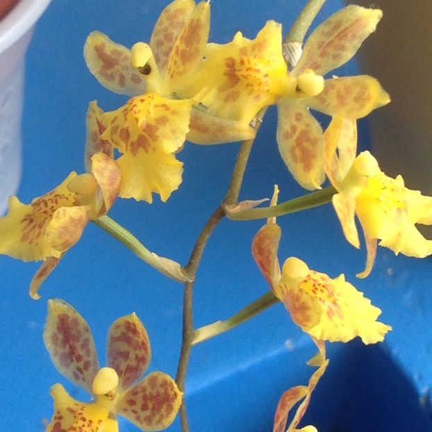 image - Mini Howeara Mini Primi