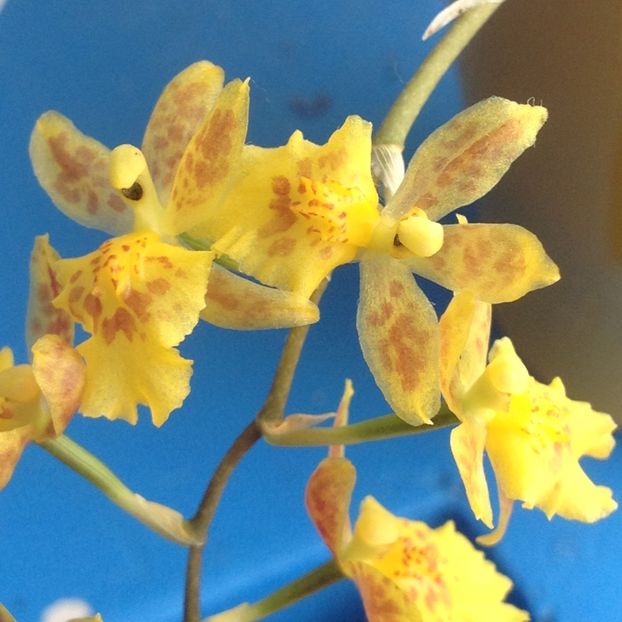 image - Mini Howeara Mini Primi