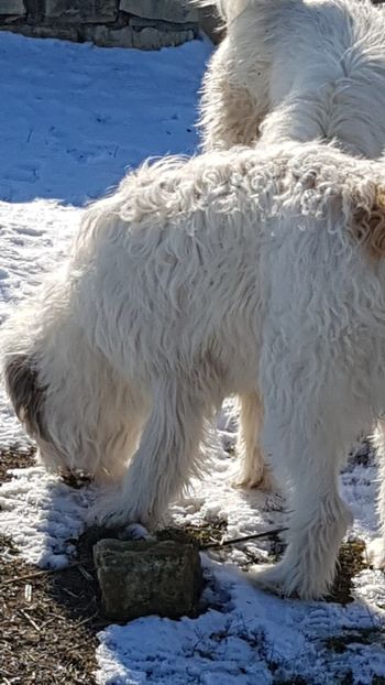  - Kira si Haiduc Ciobanesc mioritic