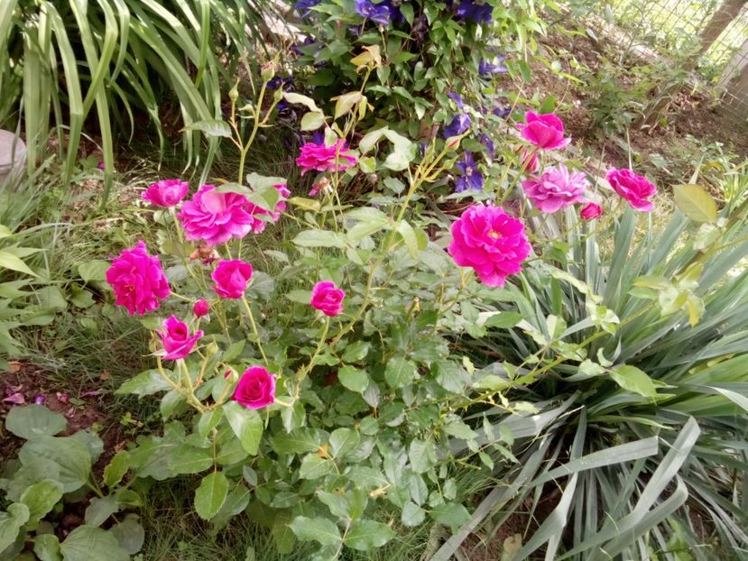  - Un shrub foarte parfumat