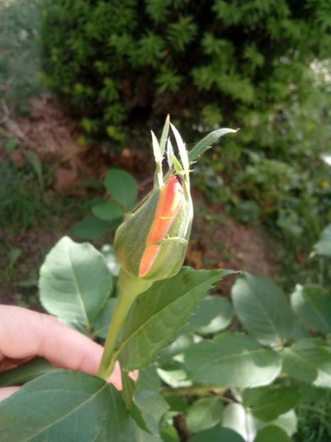  - Remy Martin- Cel mai frumos!