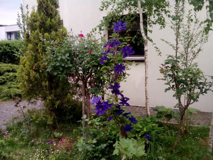  - Clematite și altele