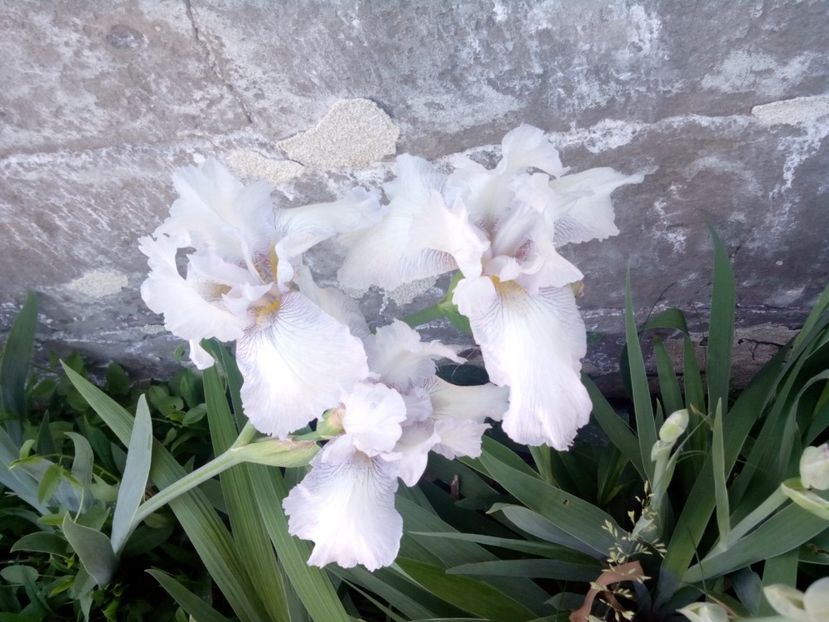  - Clematite și altele