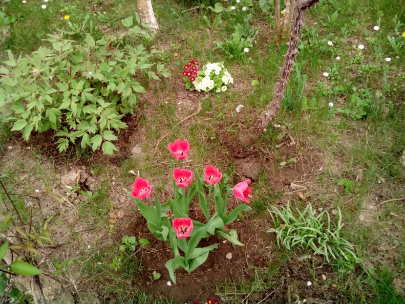  - Clematite și altele