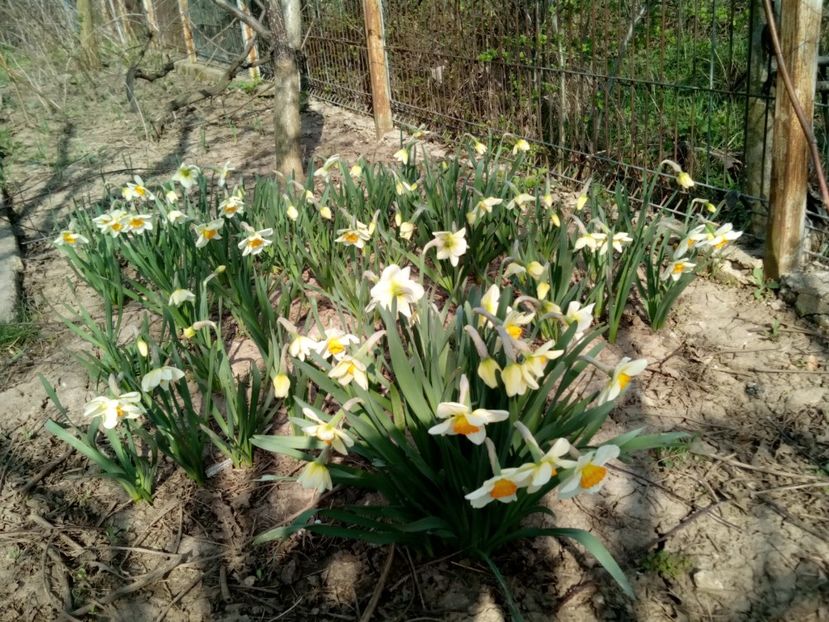  - Clematite și altele