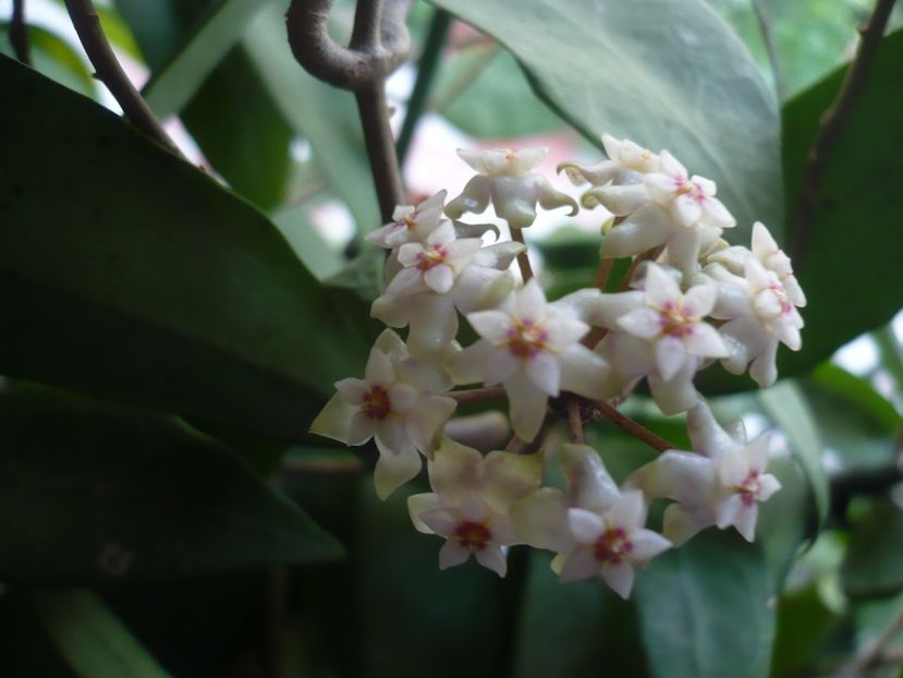 P1370240 - HOYA 2018-1