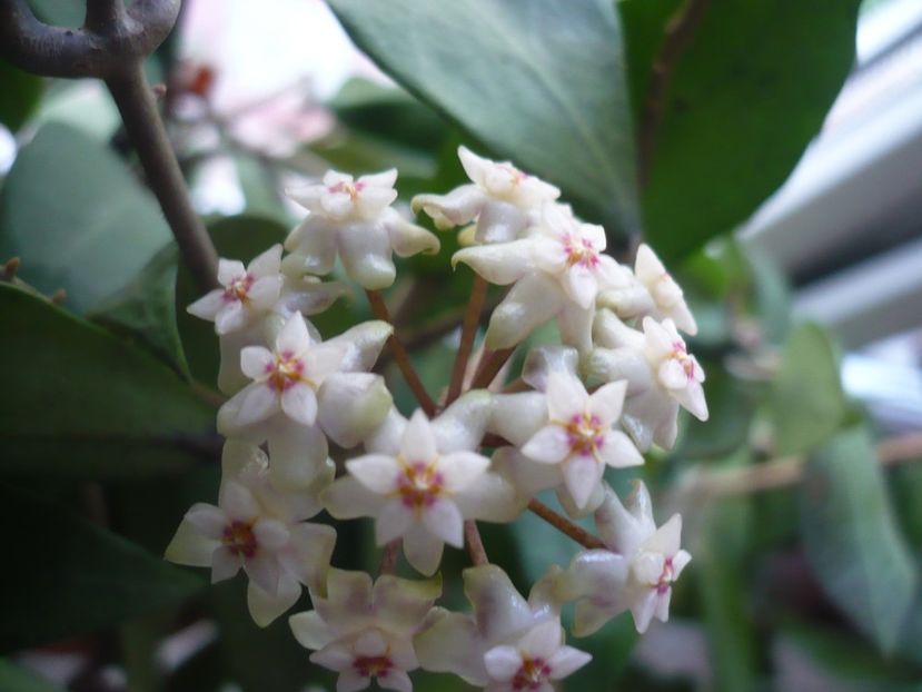 P1370242 - HOYA 2018-1