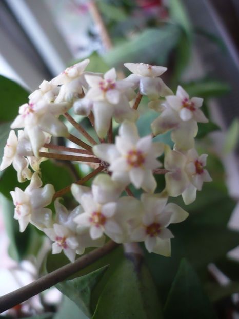 P1370245 - HOYA 2018-1