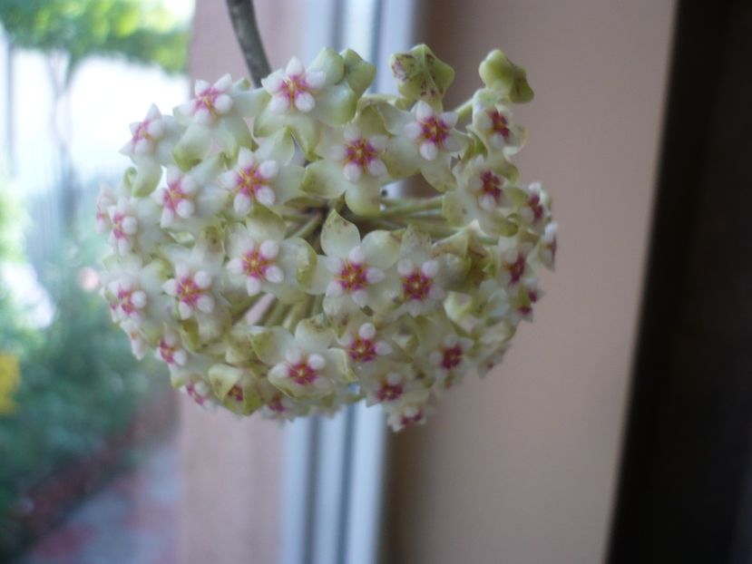 P1370246 - HOYA 2018-1