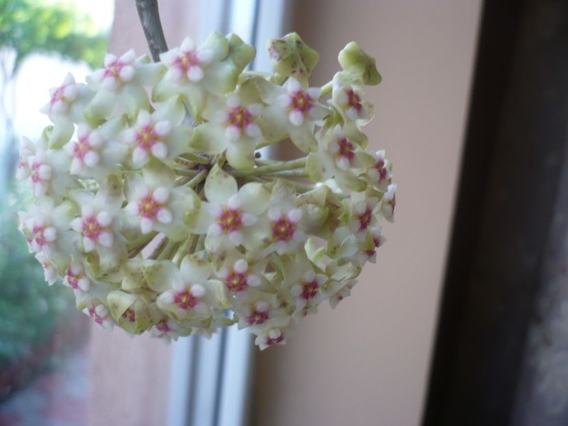 P1370247 - HOYA 2018-1