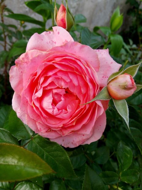  - Floribunda somon - No name