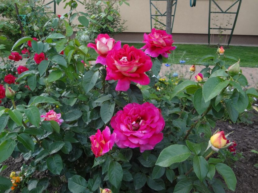 Kronenbourg - Gradina 2018