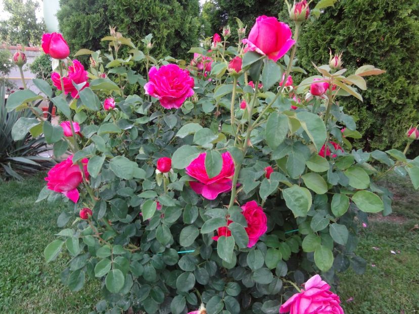 Othello - Gradina 2018