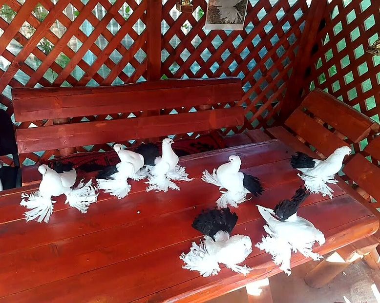  - Omski si Nordcaucazieni 2018