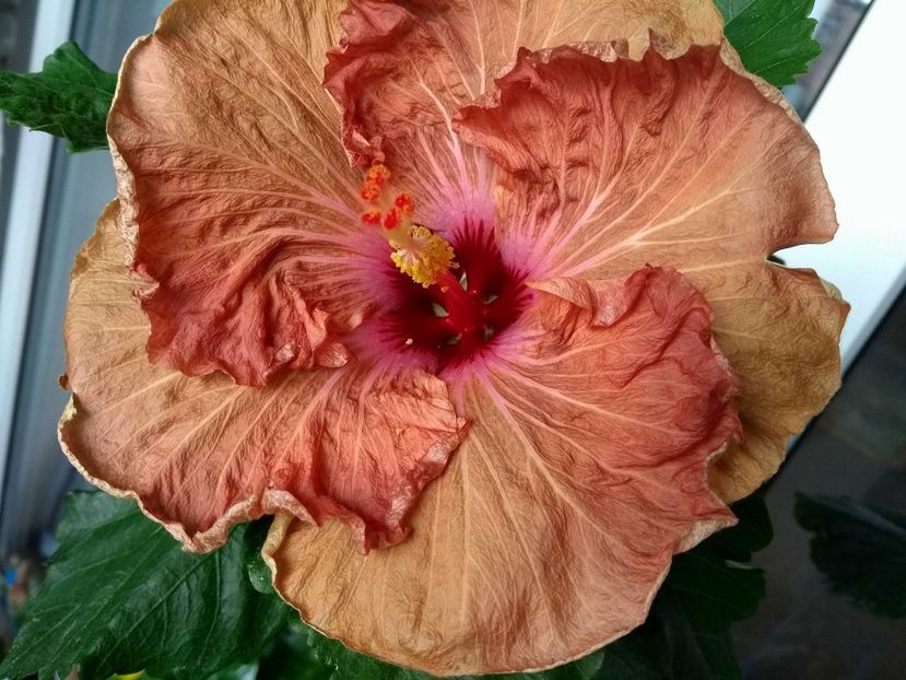  - Tahitian French Toast