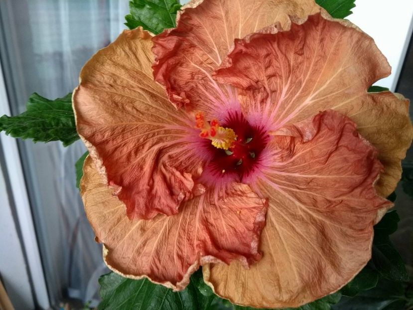 Tah.French Toast - 0Hibiscus in colectie infloriti