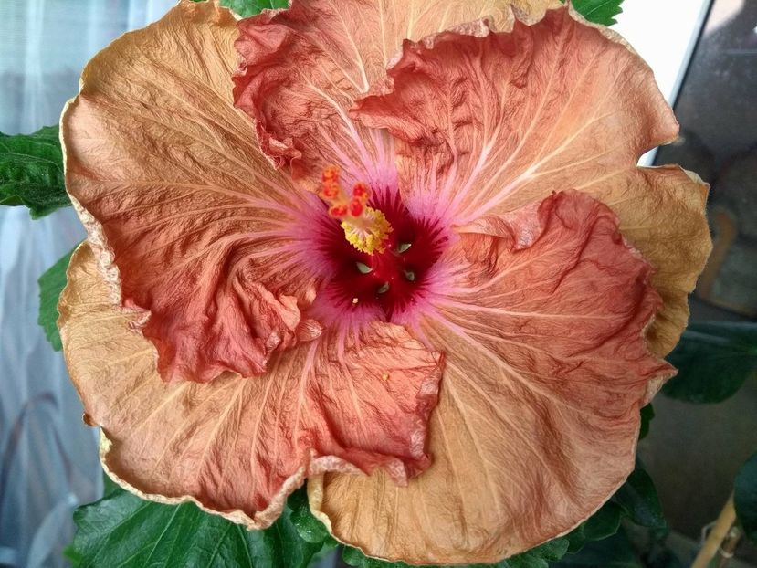  - Tahitian French Toast