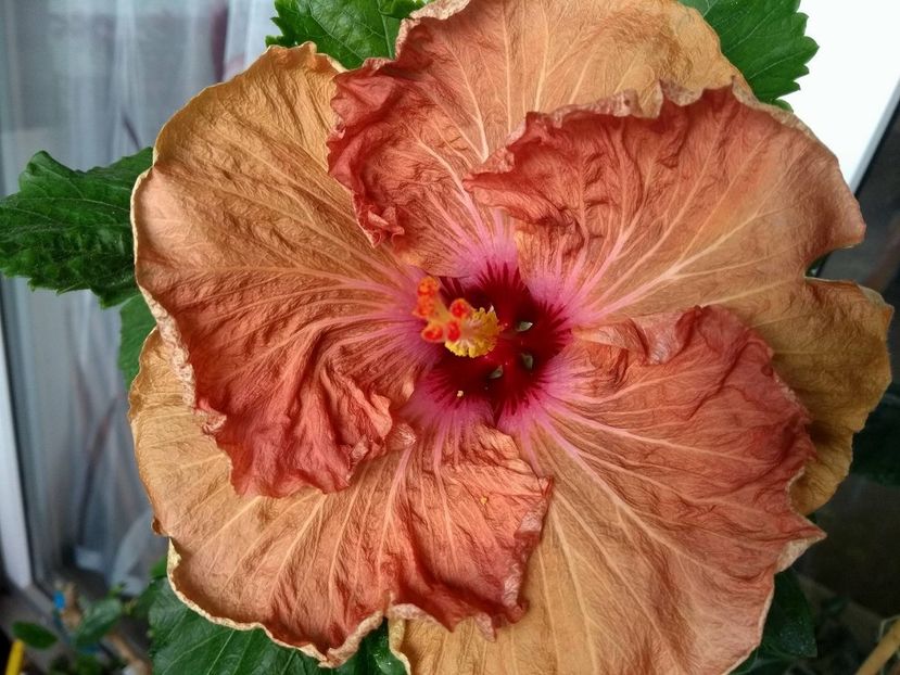 Tah.French Toast - 0Hibiscus in colectie infloriti