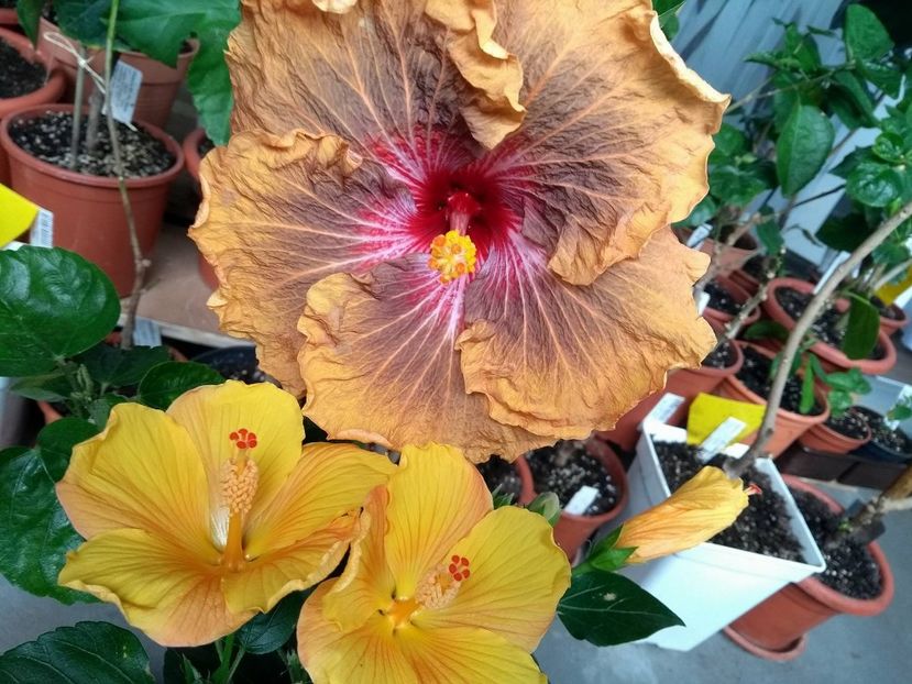  - 03Hibiscus