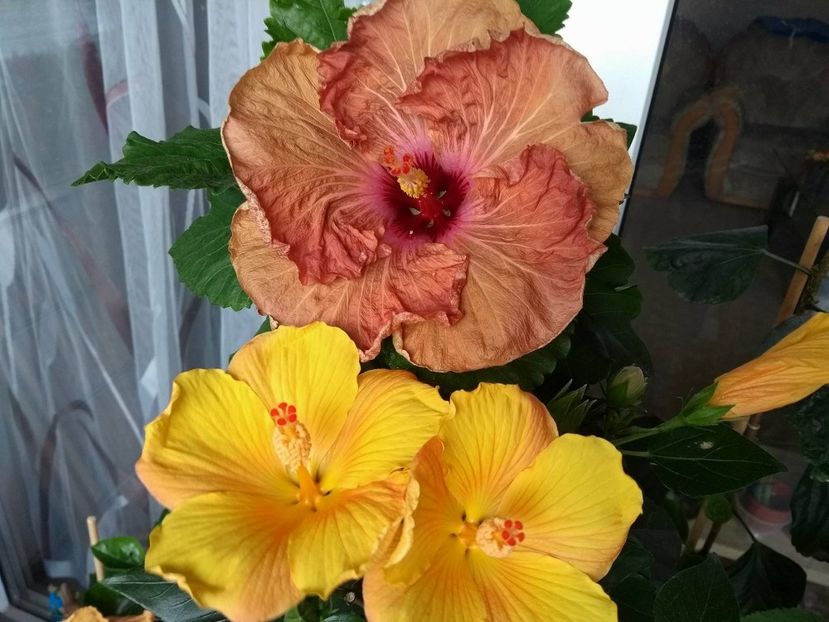  - 03Hibiscus