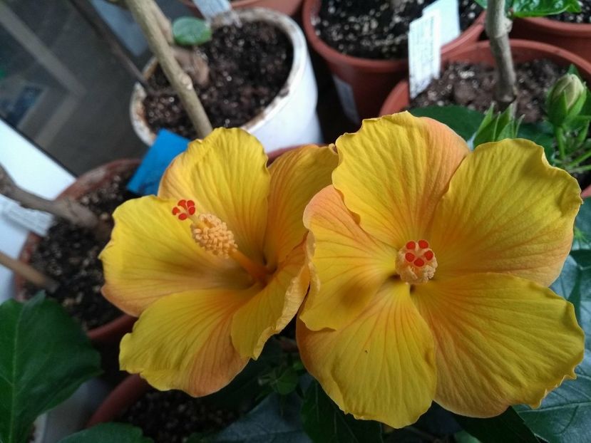  - 03Hibiscus