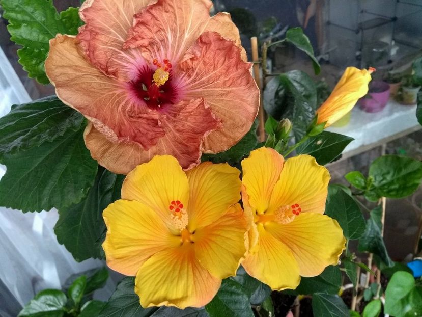  - 03Hibiscus