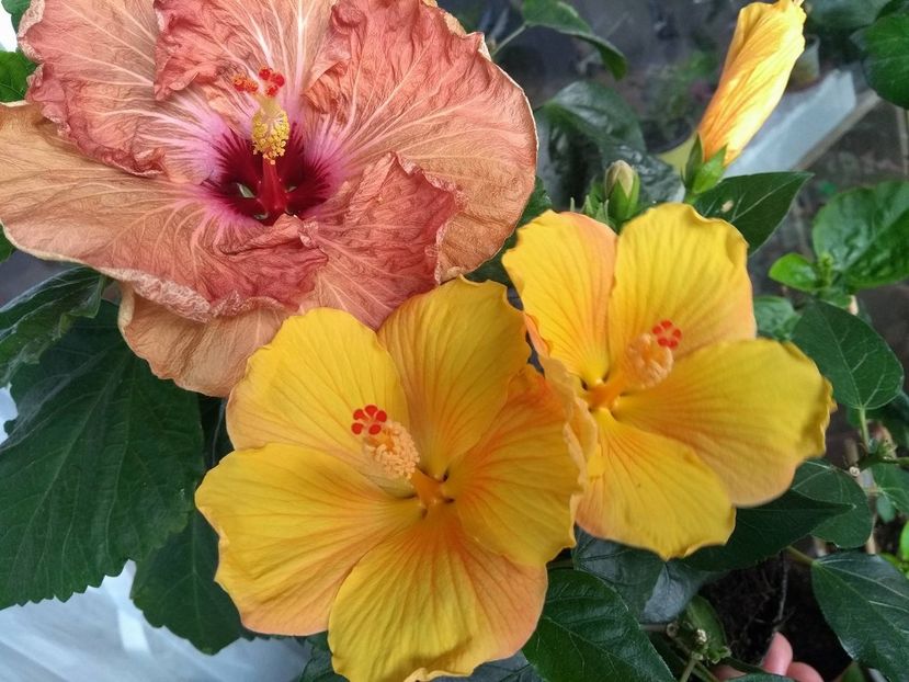  - 03Hibiscus