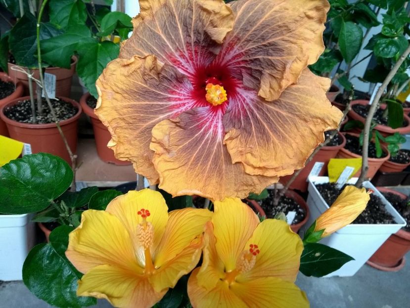  - 03Hibiscus