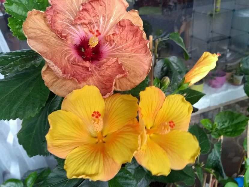  - 03Hibiscus