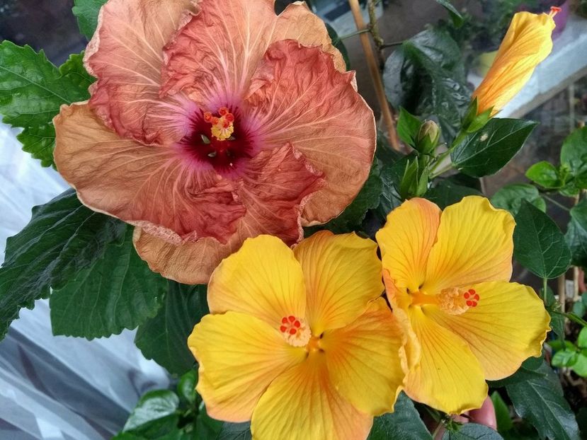  - 03Hibiscus
