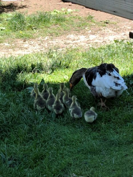 MVIMG_20180518_130345 - GASTE AFRICANE si gaste romanesti