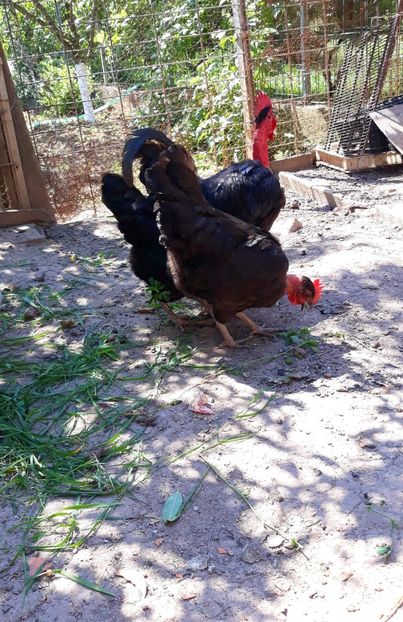 1ada2266-ef48-4860-8ab2-254706fea8ac - Gat golas de Transilvania negru