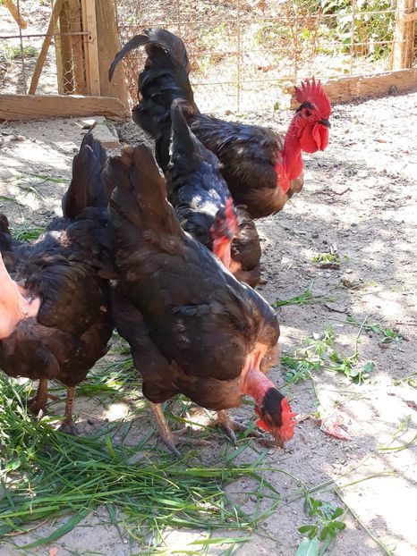 2254a3e8-27e1-4895-b659-5e527894f22c - Gat golas de Transilvania negru