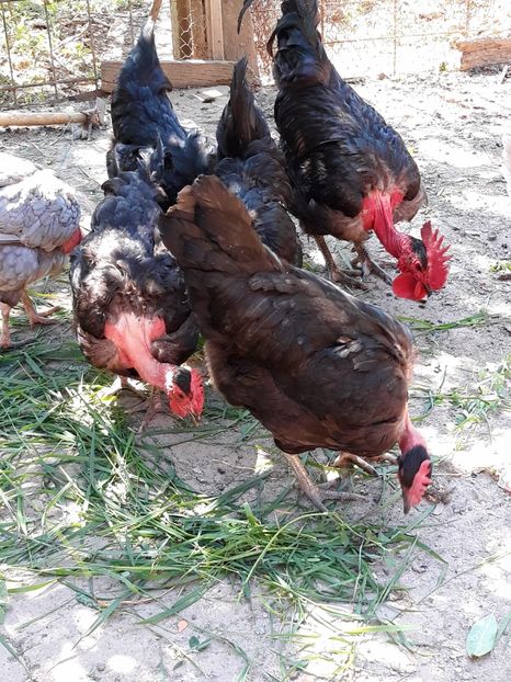 af621e49-7fde-4243-a3de-fb801125fd68 - Gat golas de Transilvania negru