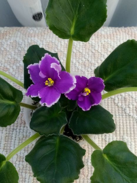 18 mai - ZZ EK Russkaya Krasavitsa